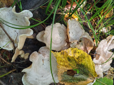 Гриб из Тевриз