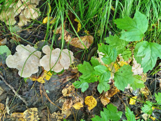 Гриб из Тевриз