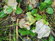 Гриб из Тевриз