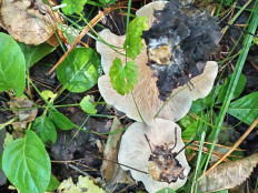 Гриб из Тевриз