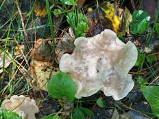 Гриб из Тевриз