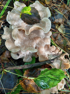 Гриб из Тевриз