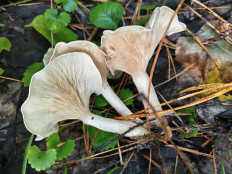 Гриб из Тевриз