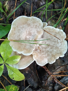 Гриб из Тевриз