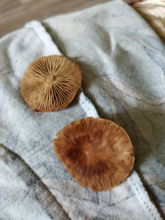 Гриб из Казань