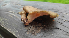 Гриб из Московская область, Рузский район