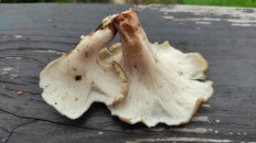 Гриб из Московская область, Рузский район