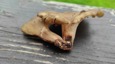 Гриб из Московская область, Рузский район