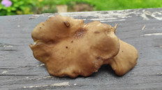 Гриб из Московская область, Рузский район