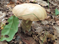 Гриб из Ульяновск