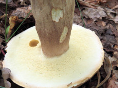 Гриб из Ульяновск