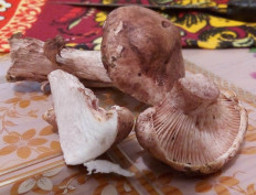 Гриб из Хор