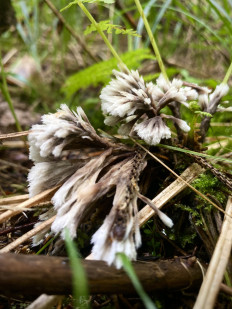 Гриб из Москва