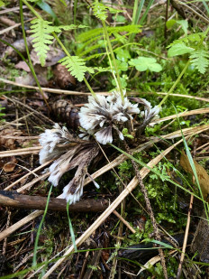 Гриб из Москва