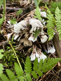 Гриб из Москва