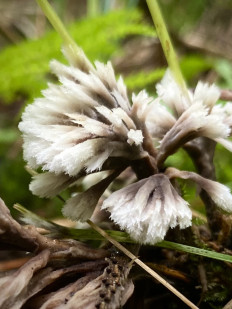 Гриб из Москва