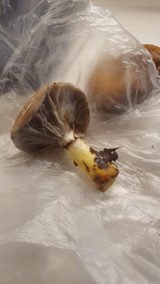 Гриб из Протвино