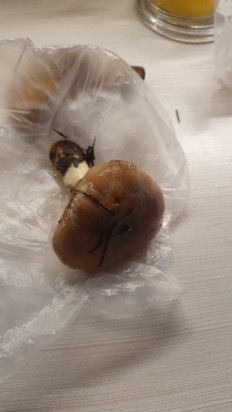 Гриб из Протвино