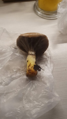 Гриб из Протвино