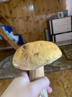 Гриб из Екб