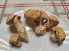 Гриб из Малоярославец