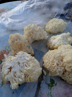 Гриб из Заводское