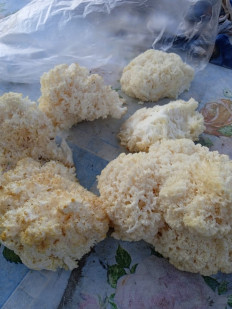 Гриб из Заводское