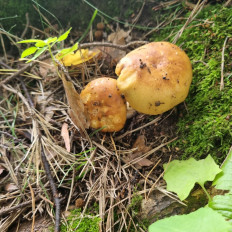 Гриб из Москва