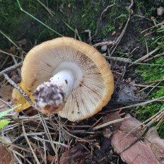 Гриб из Москва