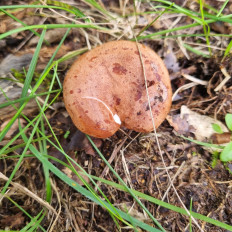 Гриб из Москва