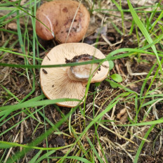 Гриб из Москва