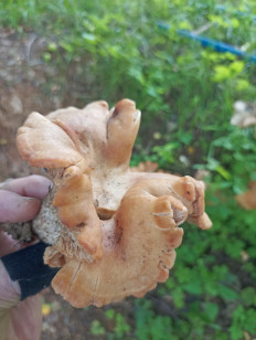 Гриб из Звенигород