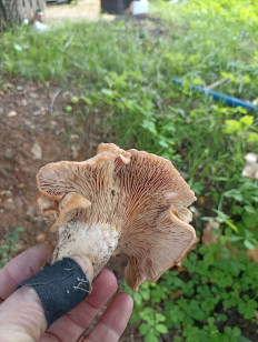 Гриб из Звенигород