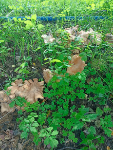 Гриб из Звенигород