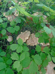 Гриб из Звенигород