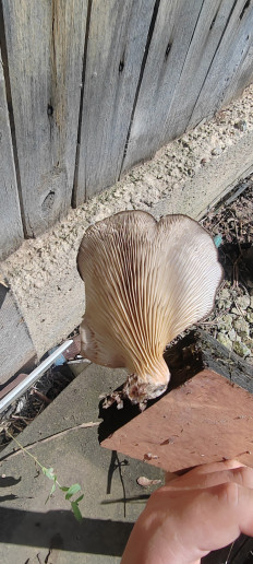 Гриб из Акъяр