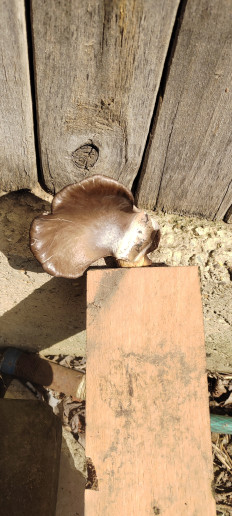 Гриб из Акъяр