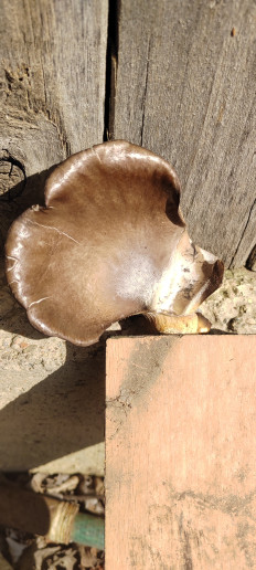 Гриб из Акъяр