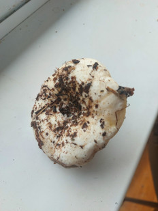 Гриб из Московская область