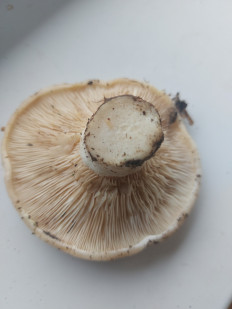 Гриб из Московская область