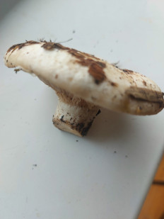 Гриб из Московская область