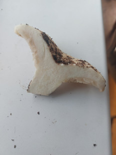 Гриб из Московская область