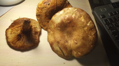 Гриб из Владимир