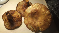 Гриб из Владимир