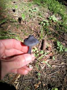 Гриб из Подмосковье