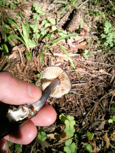 Гриб из Подмосковье