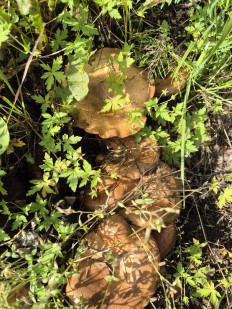 Свинушка тонкая