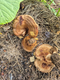 Свинушка тонкая