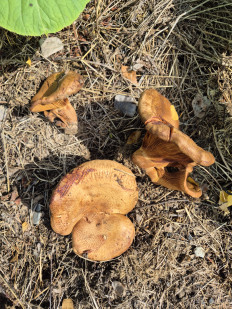 Свинушка тонкая