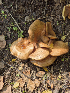 Свинушка тонкая